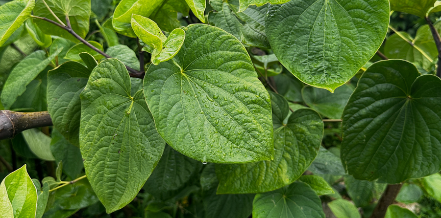 Raw kava root