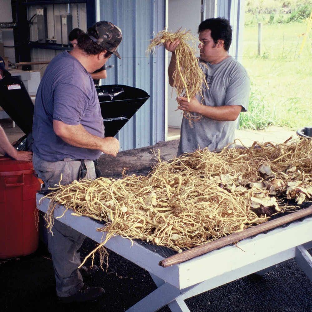 Harvesting kava root